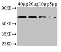 AO | L-ascorbate oxidase  in the group Antibodies Plant/Algal  / Environmental Stress / Drought stress at Agrisera AB (Antibodies for research) (AS19 4337)